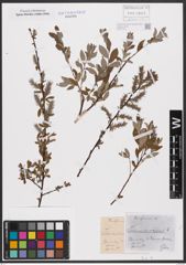 Foto von Salix aurita L. x Salix repens L.